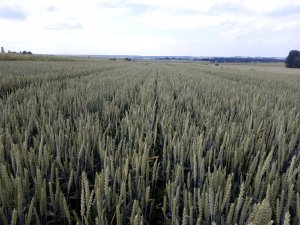 Pszenica ozima Delawar