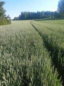 Pszenica Ozima Euforia 