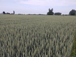 Pszenica ozima Euforia