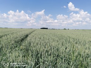 Pszenica ozima Euforia