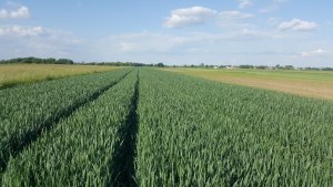 Pszenica Ozima Euforia