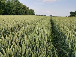 Pszenica ozima Hondia