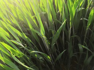 Pszenica ozima Linus 