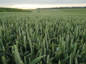 Pszenica ozima RGT PROVISION