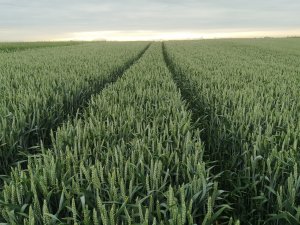 Pszenica ozima RGT PROVISION