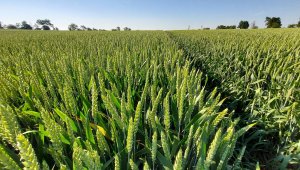 pszenica ozima su mangold 20.06.2021