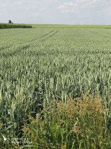 Pszenica ozima Tonnage