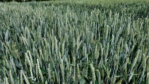 Pszenica ozima TOP JOA - 20.06.2021