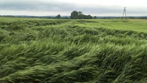 Pszenica ozima Wilejka.