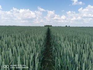 Pszenica ozimaEuforia