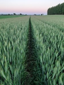 Pszenżyto Kasyno 7.06