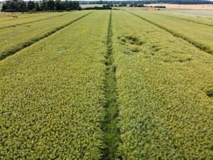 Rzepak ozimy LG Ambassador - 26.06.2021 z drona