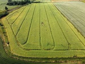 Rzepak ozimy LG Ambassador - 26.06.2021 z drona