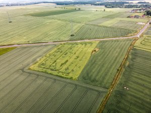 Rzepak ozimy LG Ambassador - 26.06.2021 z drona