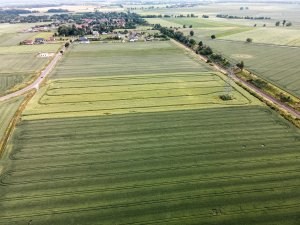 Rzepak ozimy LG Architekt - 26.06.2021 z drona