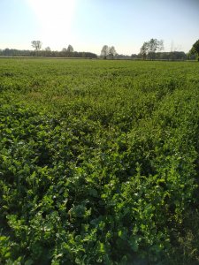 Rzodkiew oleista Anna