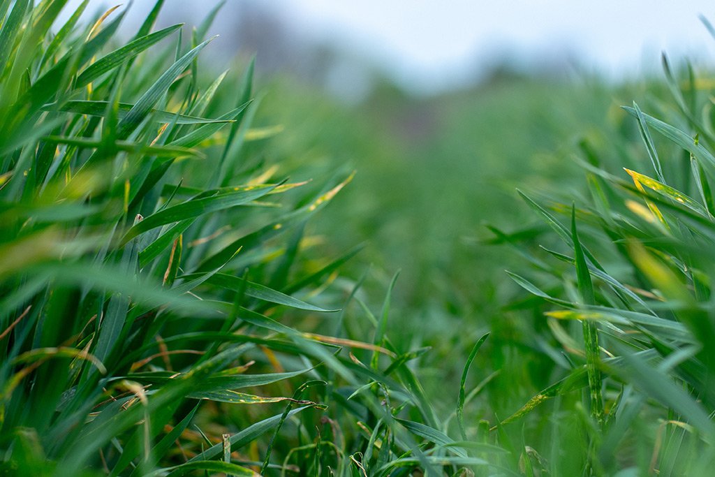 PONTOS – innowacja w odchwaszczaniu zbóż