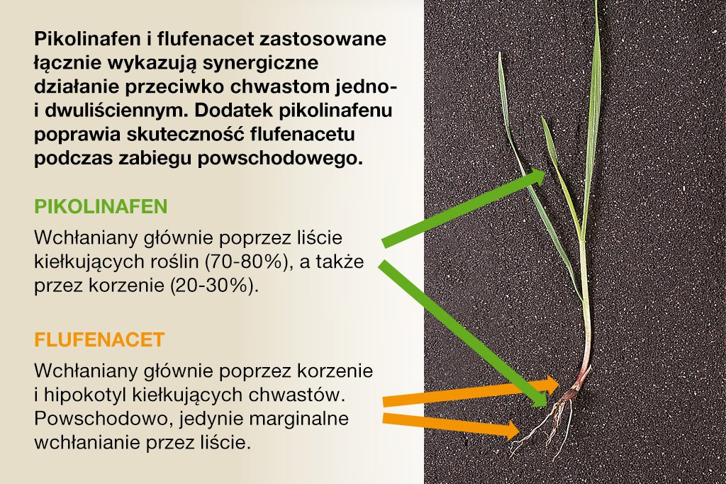 PONTOS – innowacja w odchwaszczaniu zbóż