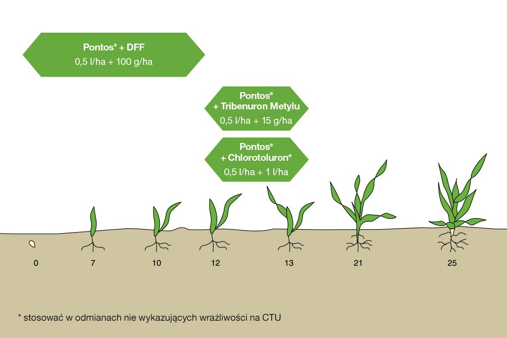 PONTOS – innowacja w odchwaszczaniu zbóż
