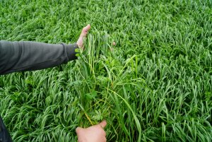 B&G 13 Milkway POPLON