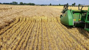 jęczmień ozimy 18.07.2021