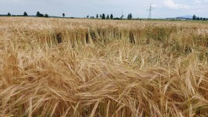 jęczmień ozimy padura 04.07.2021