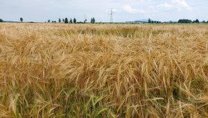 Jęczmień ozimy Padura 04.07.2021