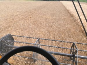 Jęczmień ozimy Sandra 