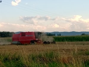 Massey Ferguson 40 i renault ares żniwa 2021