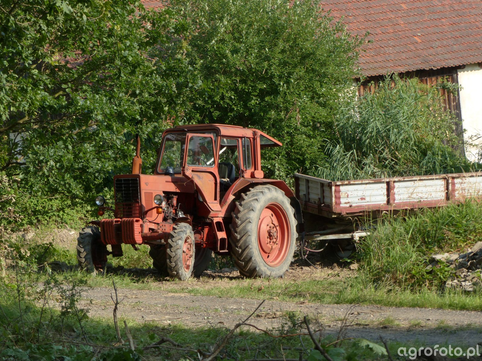 Obraz traktor MTZ 82 #803905 - Galeria rolnicza agrofoto