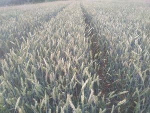 Pszenica jara Monsun