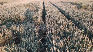 pszenica jara Tybalt