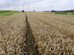 Pszenica ozima  Arkadia