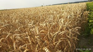 Pszenica ozima Euforia 