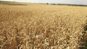 Pszenica ozima Euforia 