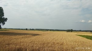 Pszenica ozima Euforia 