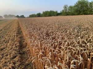 pszenica ozima Euforia