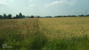 Pszenica ozima Kilimanjaro vs pszenica jara IGP Anabel