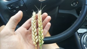 Pszenica ozima Kilimanjaro vs pszenica jara IGP Anabel