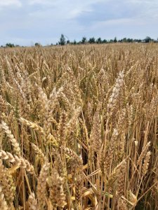 Pszenica ozima NN