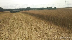 Rzepak Anthony lubelskie 