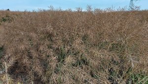 rzepak LG architekt 22.07.2021