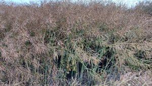 rzepak LG architekt 22.07.2021