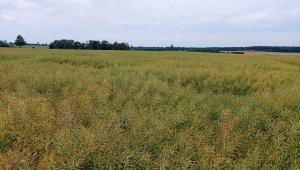 Rzepak ozimy LG Ambassador - 04.07.2021