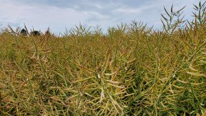 Rzepak ozimy LG Ambassador - 04.07.2021