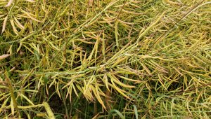 Rzepak ozimy LG Ambassador - 04.07.2021