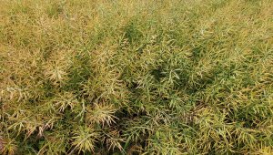 Rzepak ozimy LG Ambassador - 04.07.2021