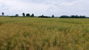 Rzepak ozimy LG Ambassador - 04.07.2021