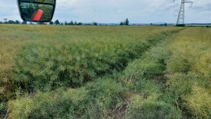 Rzepak ozimy LG Architekt - 04.07.2021