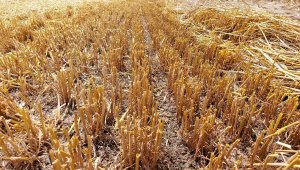 Ścierń jęczmienna